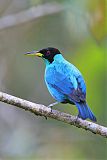 Green Honeycreeper